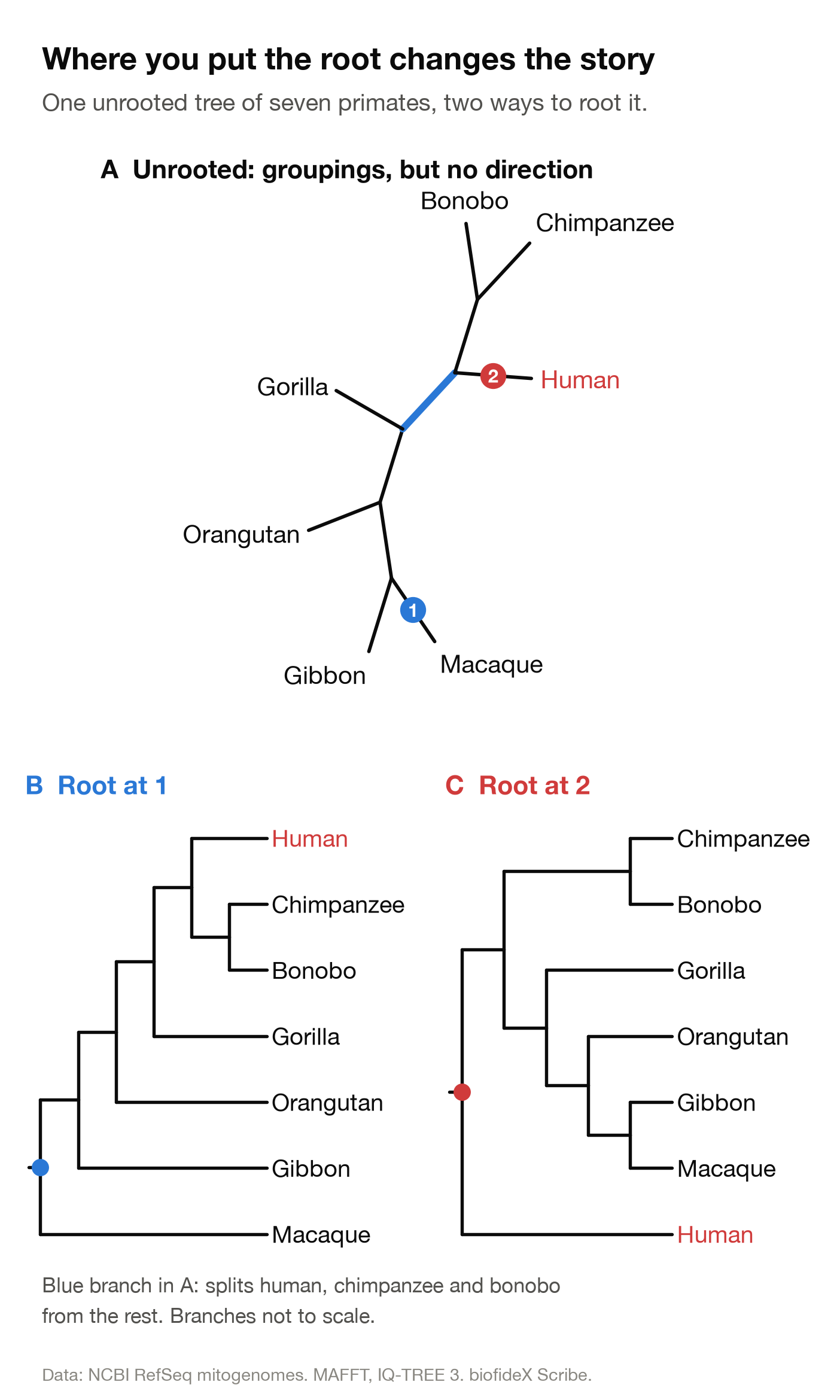 Top: an unrooted tree of seven primates spreading from the centre, with point 1 on the macaque branch and point 2 on the human branch; the branch separating human, chimpanzee and bonobo from the rest is blue. Bottom: the same tree rooted at point 1 (left) and at point 2 (right).