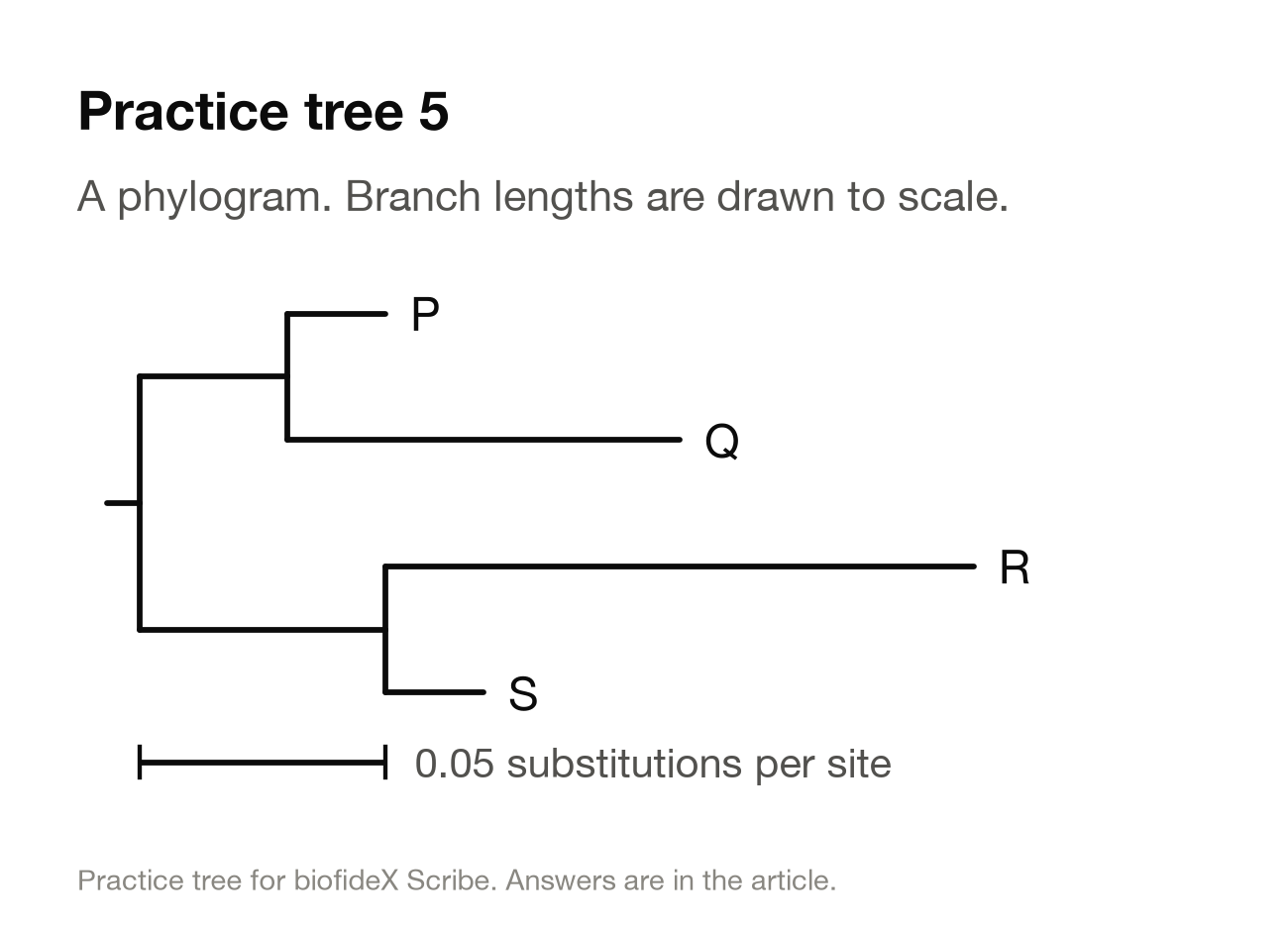 Practice tree 5. A phylogram with four tips. P and Q form one pair, with P on a short branch and Q on a longer one. R and S form the other pair, with R on the longest branch of the tree and S on a short one. A scale bar marks 0.05 substitutions per site.