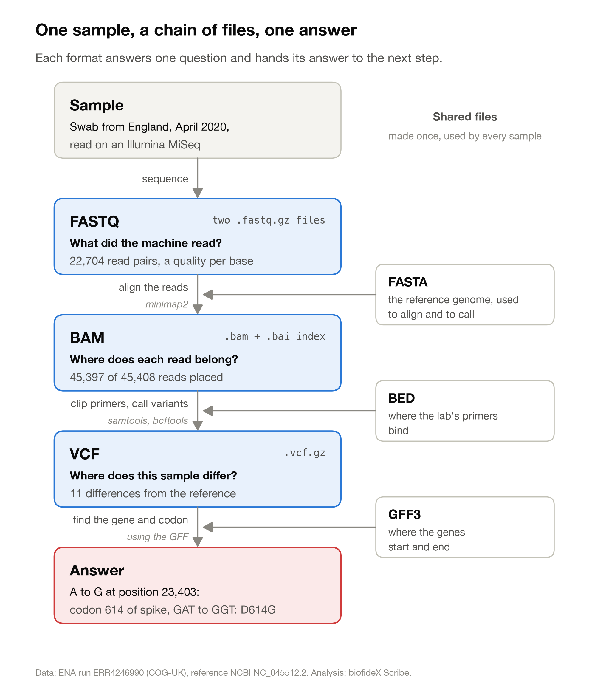 A flow chart. A sample is sequenced into FASTQ, aligned into BAM using a FASTA reference, turned into a VCF using a BED file of primers, and read against a GFF file of genes, giving the answer A to G at 23,403, or D614G in the spike gene.