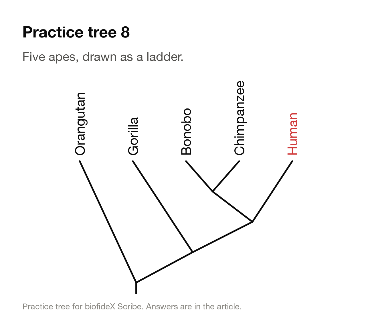 Practice tree 8. A slanted tree of five apes with tips across the top: orangutan, gorilla, bonobo, chimpanzee and human. Orangutan branches off first, then gorilla. Bonobo and chimpanzee are a pair, and that pair is the sister of human.