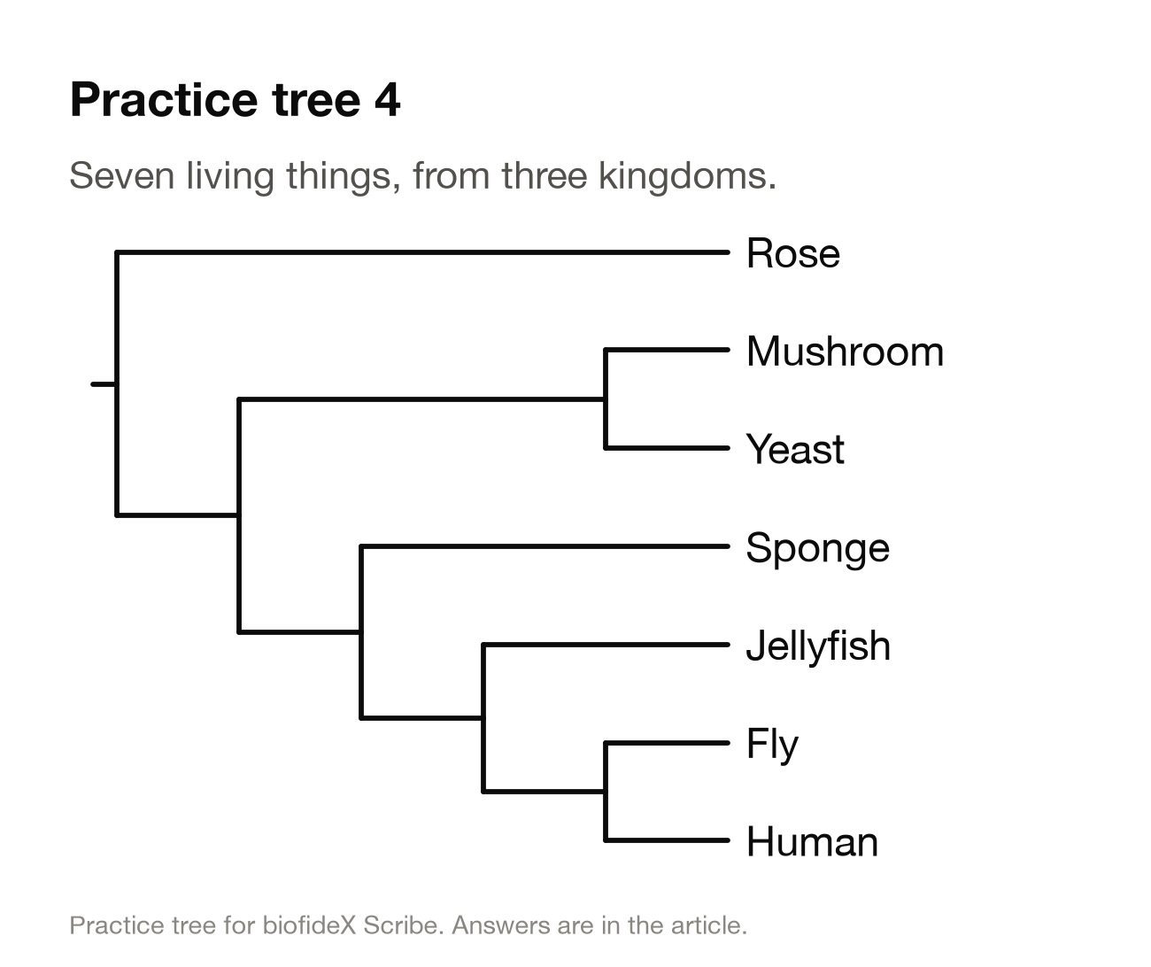 Practice tree 4. Rose branches off first. The rest split into mushroom plus yeast, and the animals: sponge first, then jellyfish, then fly plus human.