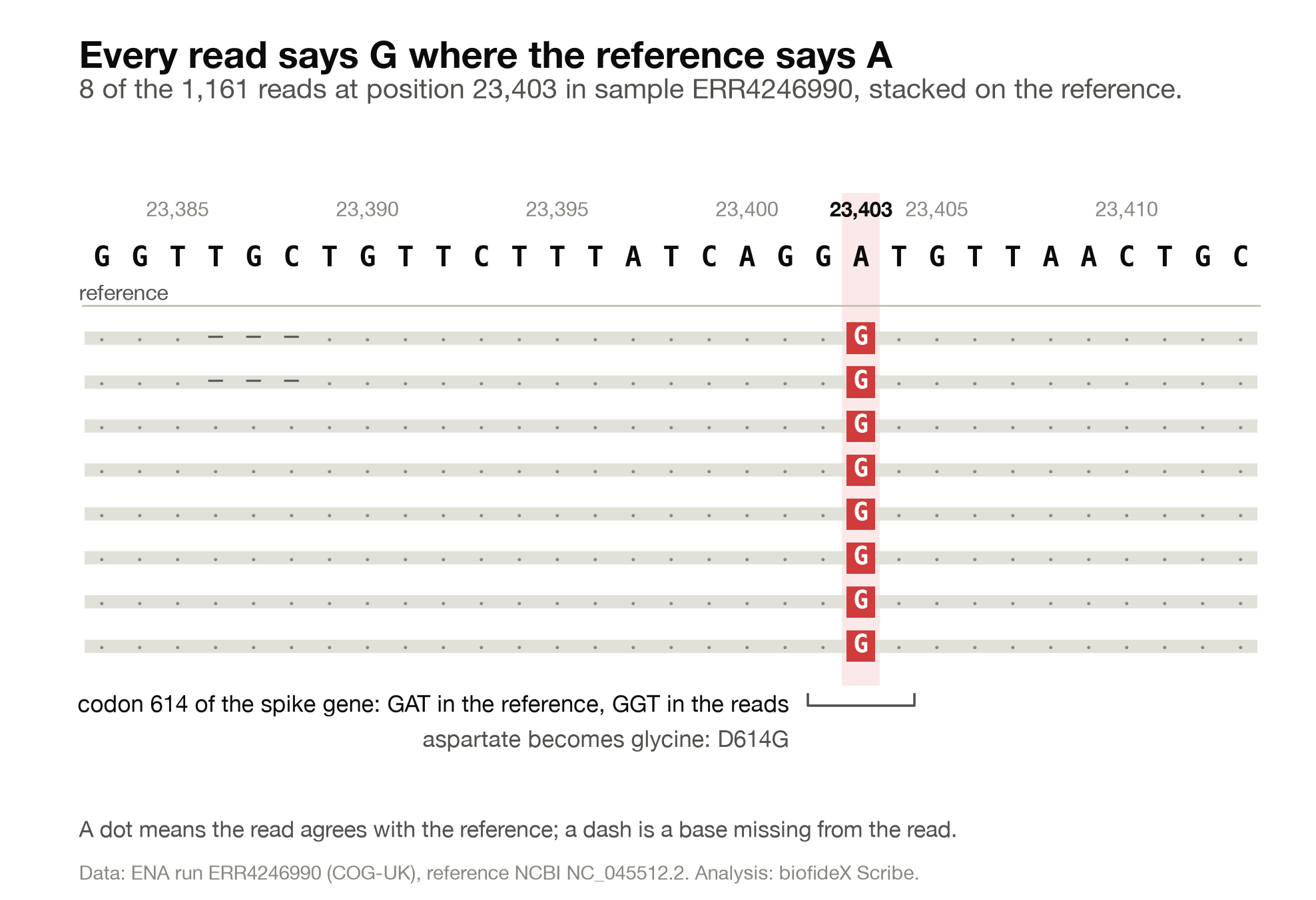 Eight sequencing reads stacked under a reference sequence from position 23,383 to 23,413. Every read carries a G, highlighted in red, at position 23,403, where the reference has an A. Two reads lack three bases at 23,386 to 23,388.