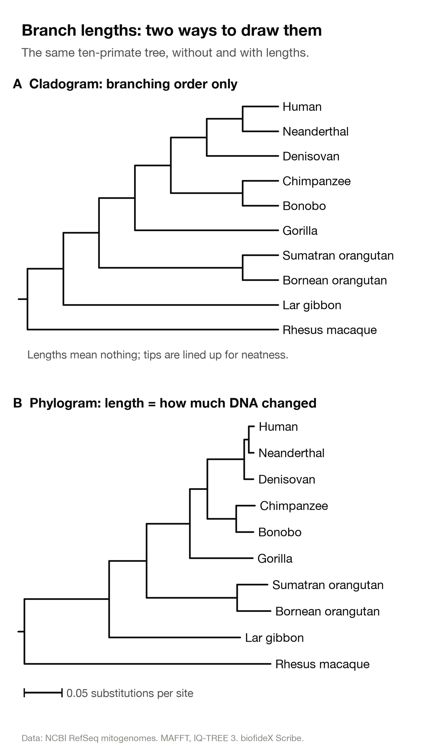The ten-primate tree drawn twice. Top: a cladogram with all tips lined up. Bottom: a phylogram where branch lengths vary, the human, Neanderthal and Denisovan branches are very short, and a scale bar shows 0.05 substitutions per site.