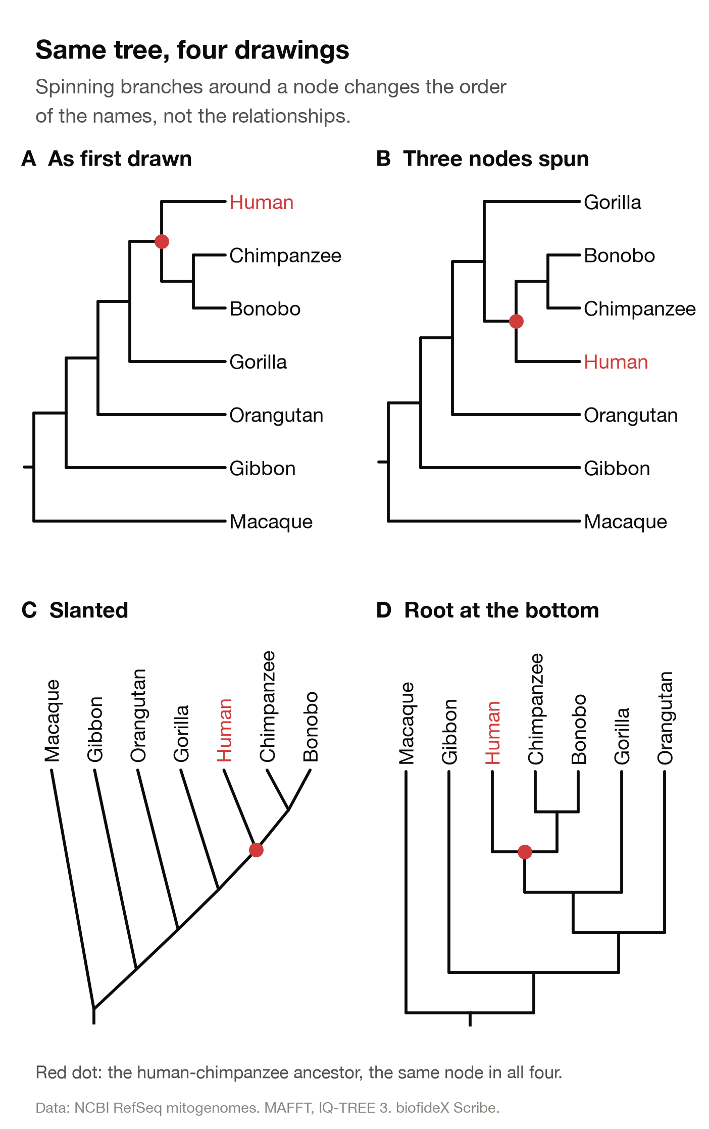 Four drawings of the same seven-primate tree: two with the root on the left and the names in different orders, one slanted with the root at the bottom, and one with square corners and the root at the bottom. A red dot marks the human-chimpanzee ancestor in each.