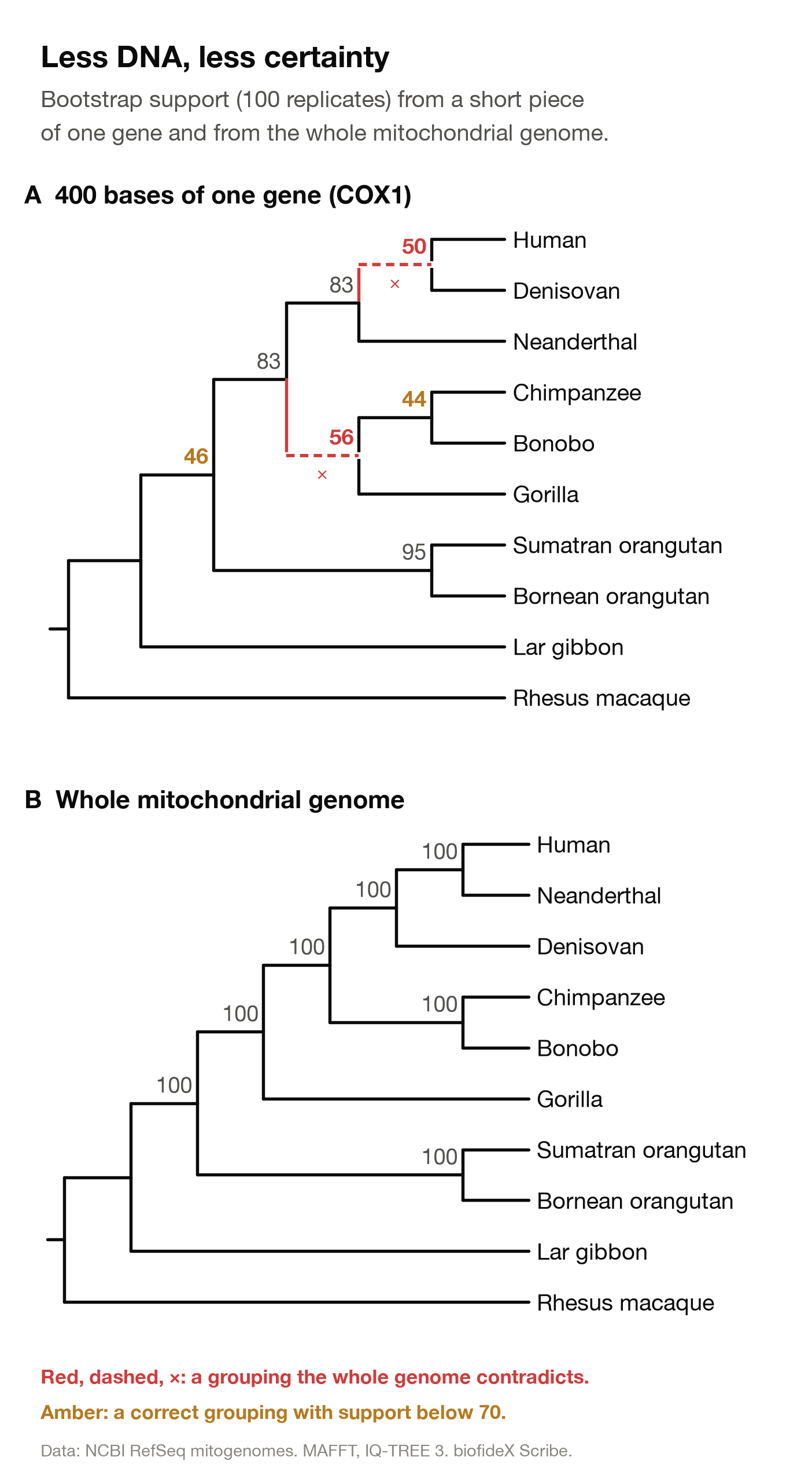 Two trees of the ten primates with support values. Top, from 400 bases of the COX1 gene: two wrong groupings drawn dashed, human with Denisovan at 50 and chimpanzees with gorilla at 56, and other nodes below 70. Bottom, from the whole mitochondrial genome: every node has support 100.
