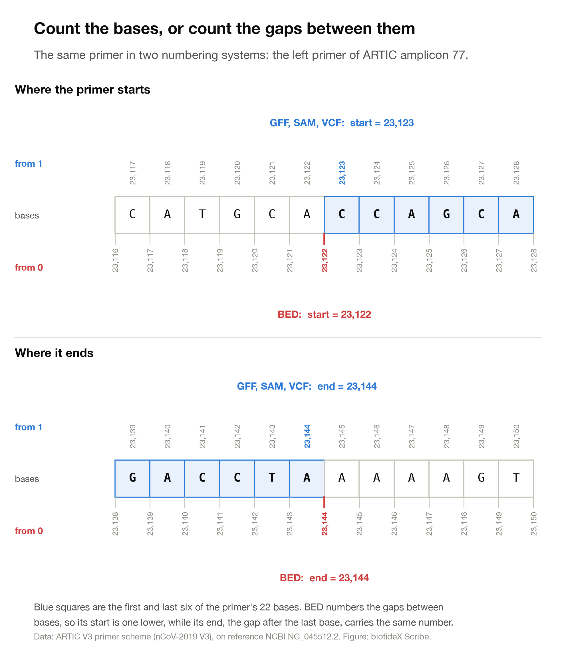 Two rulers of DNA bases. Above each base is its number counted from 1; below each gap between bases is its number counted from 0. A blue primer starts at base 23,123, which is gap 23,122, and ends at base 23,144, which is followed by gap 23,144.