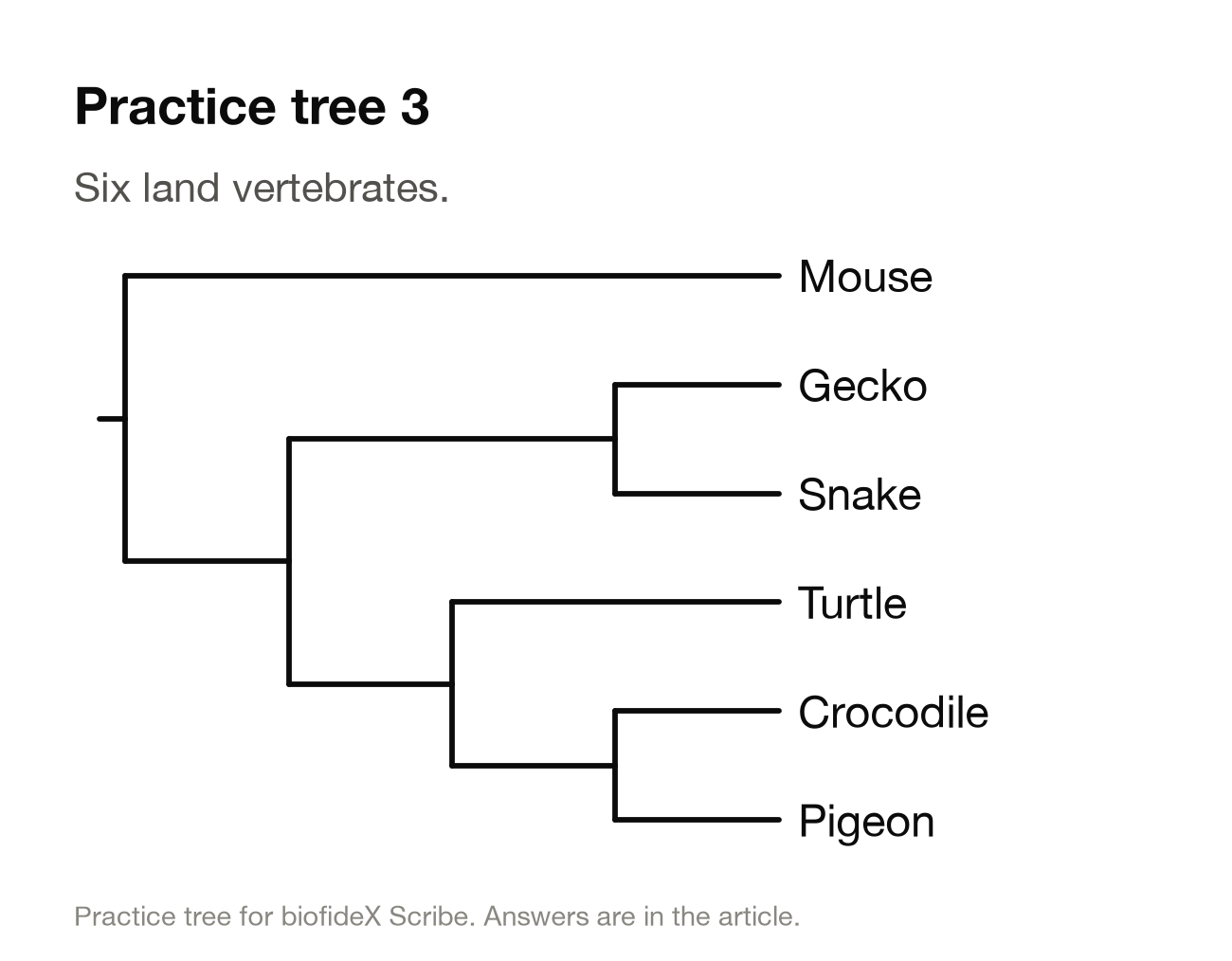 Practice tree 3. Mouse branches off first. The rest split into gecko plus snake, and a group where turtle is the sister of crocodile plus pigeon.