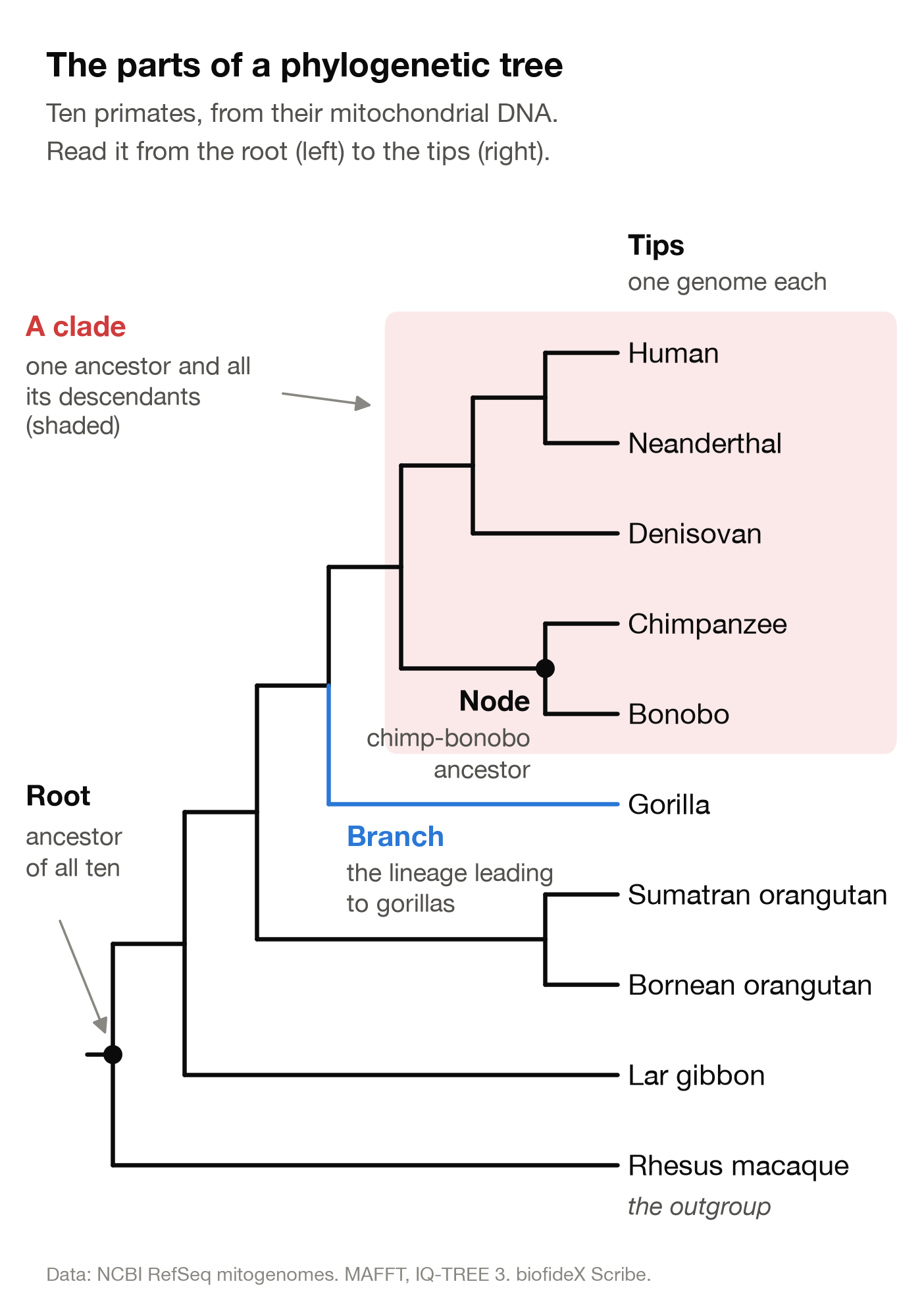 A tree of ten primates drawn left to right. Labels mark the root at the far left, the node where chimpanzees and bonobos split, the branch leading to gorillas, the tips on the right, and a shaded clade of humans, Neanderthals, Denisovans, chimpanzees and bonobos.