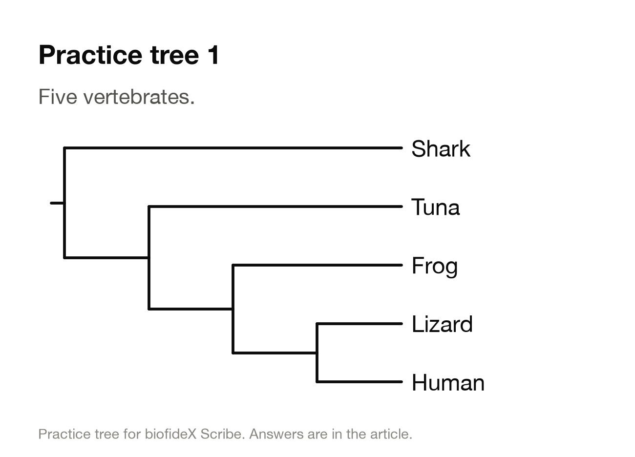 Practice tree 1. A ladder-shaped tree with shark at the top, then tuna, frog, lizard and human. Shark branches off first; tuna is the sister of frog, lizard and human together; lizard and human are sisters.